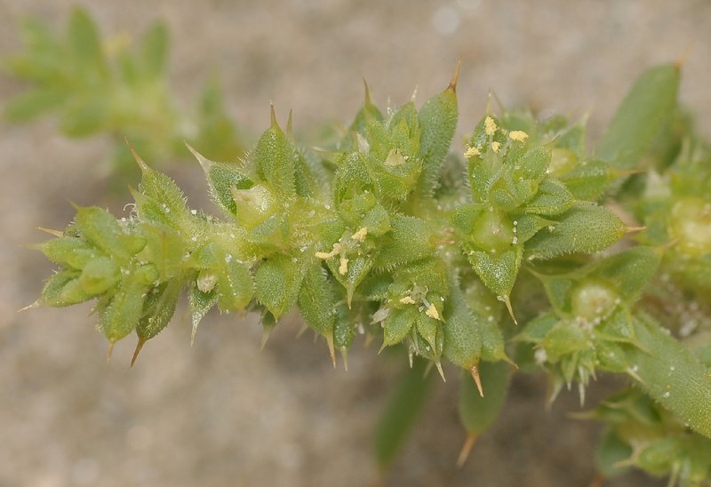 Salsoa kali. Close-up.