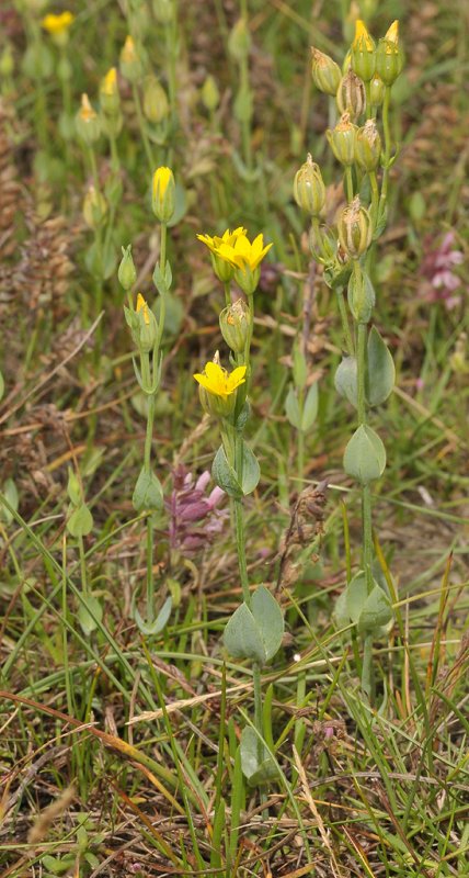 Blackstonia perfoliata subsp. serotina.