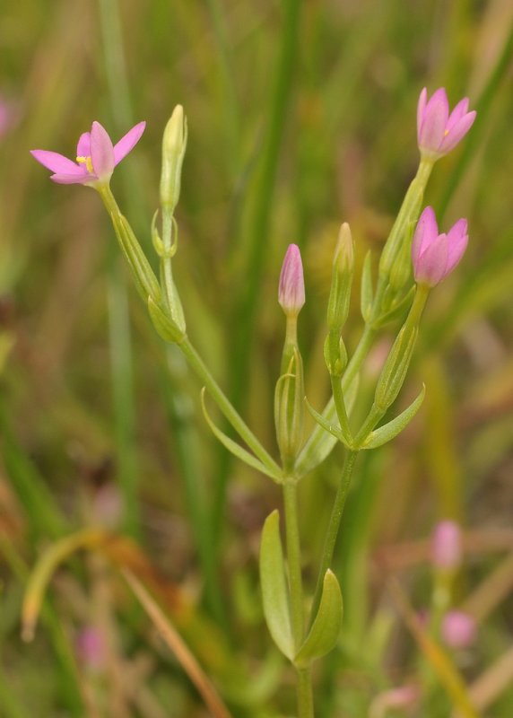Centaurium pulchellum. Close-up.