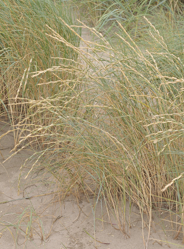 Elytrigia atherica.