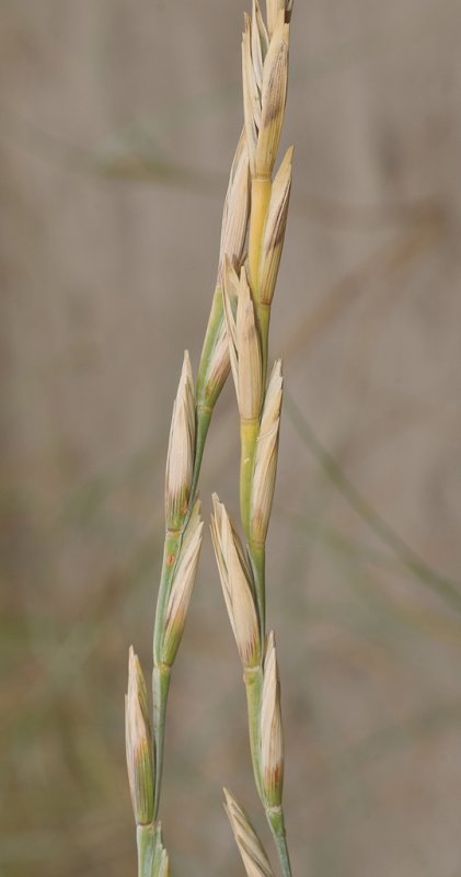 Elytrigia atherica. Fruits. Close-up.