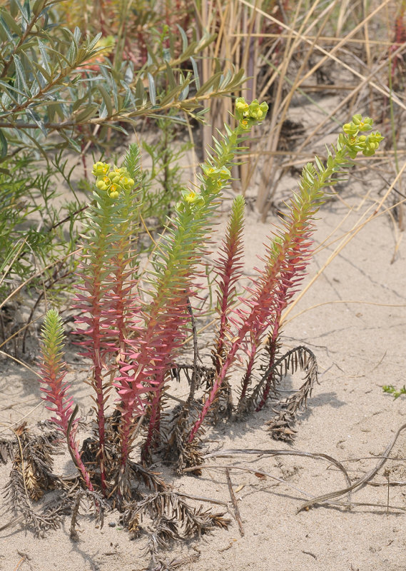 Euphorbia paralias.