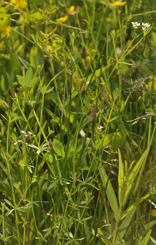 Galium palustre.