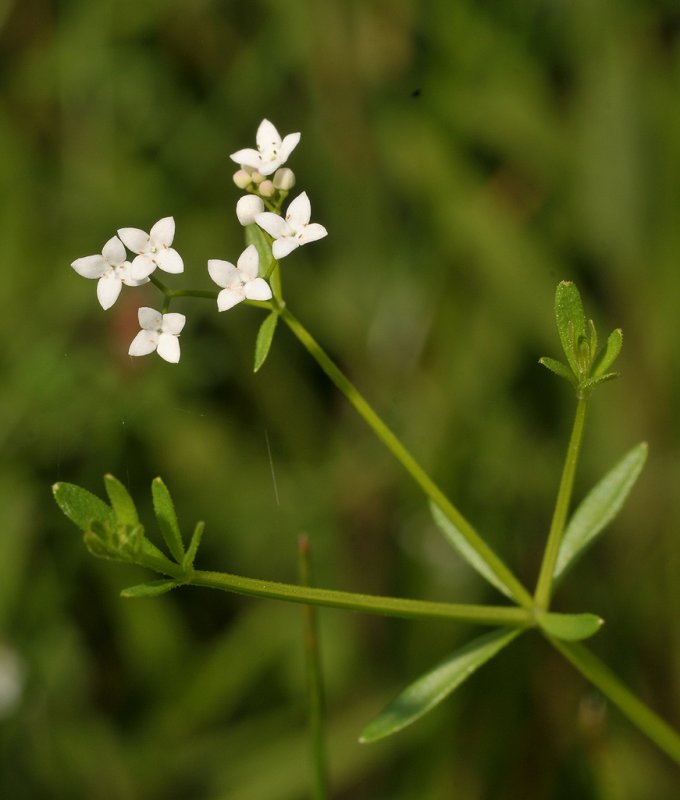 Galium palustre. Close-up.
