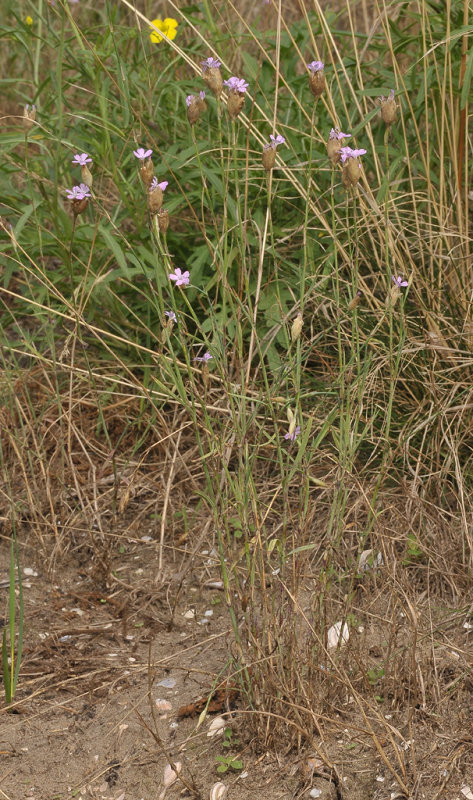 Petrorhagia prolifera.