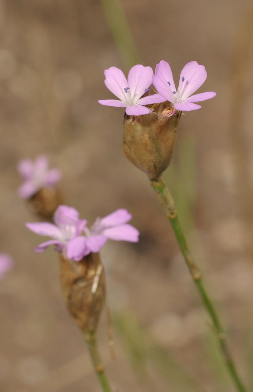 Petrorhagia prolifera. Closer.