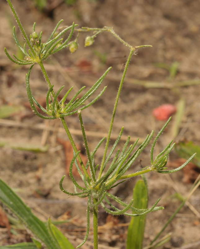 Spergula arvensis. Detail.