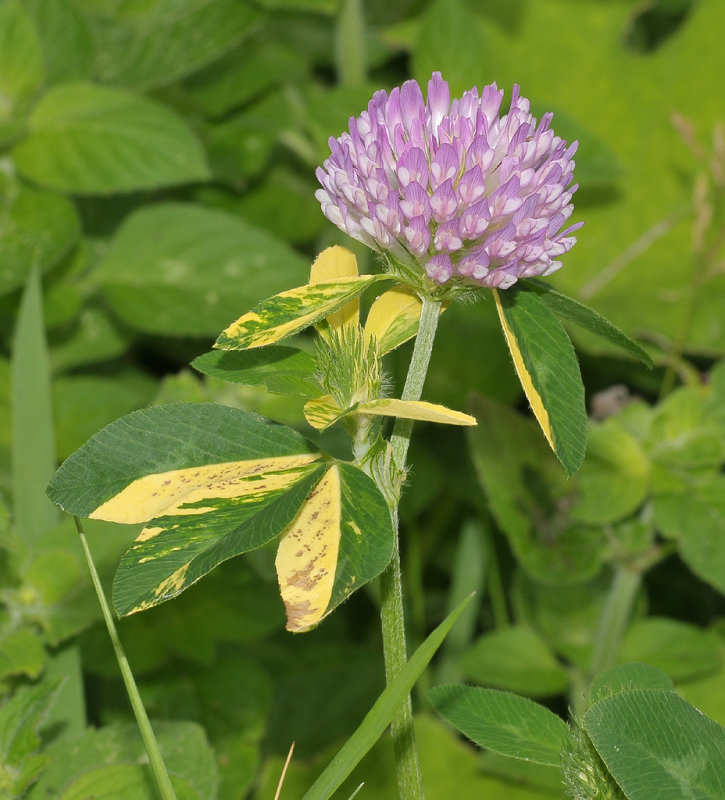 Trifolium pratense. Variegated.