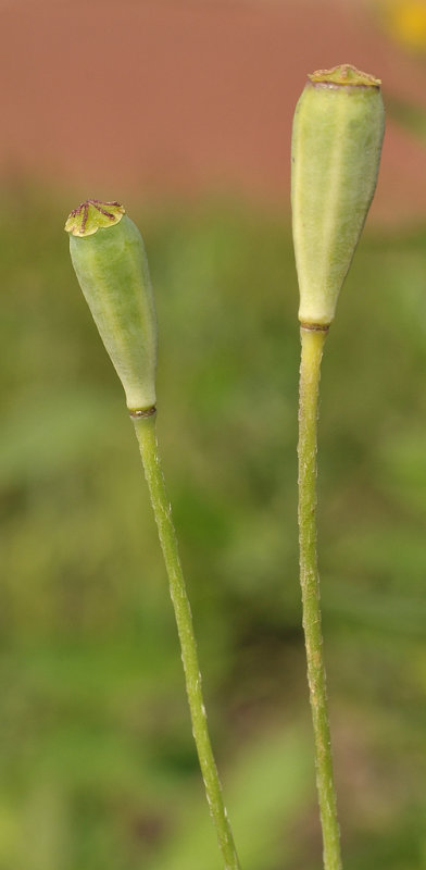 Papaver dubium. Fruit.