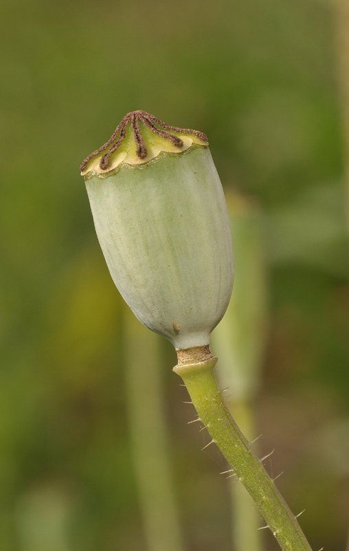 Papaver rhoeas. Fruit.