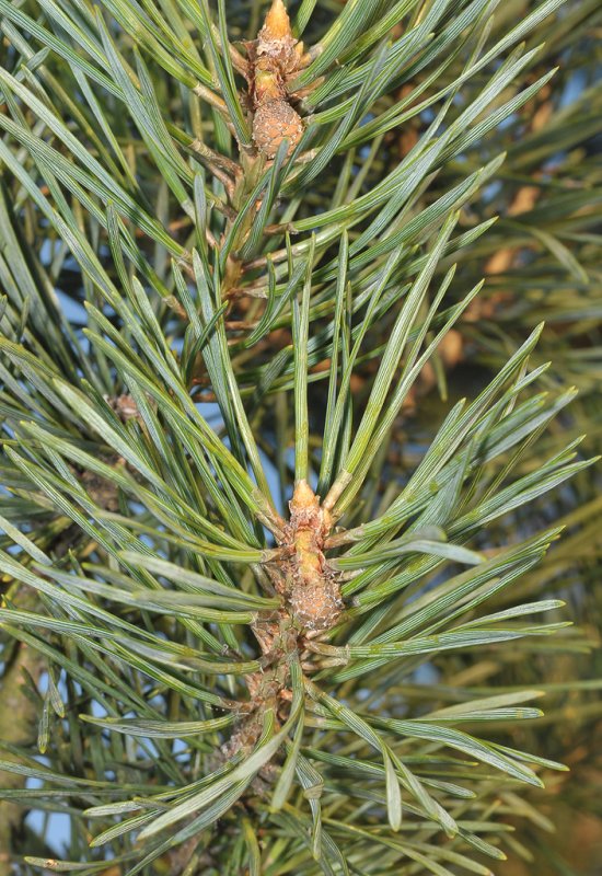 Pinus sylvestris. Closer-up. Foliage.