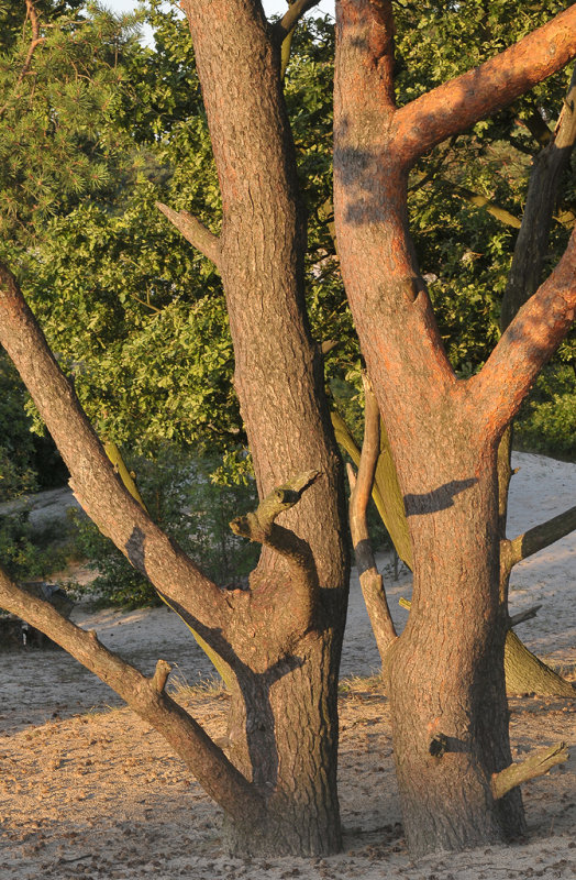 Pinus sylvestris. Trunk.