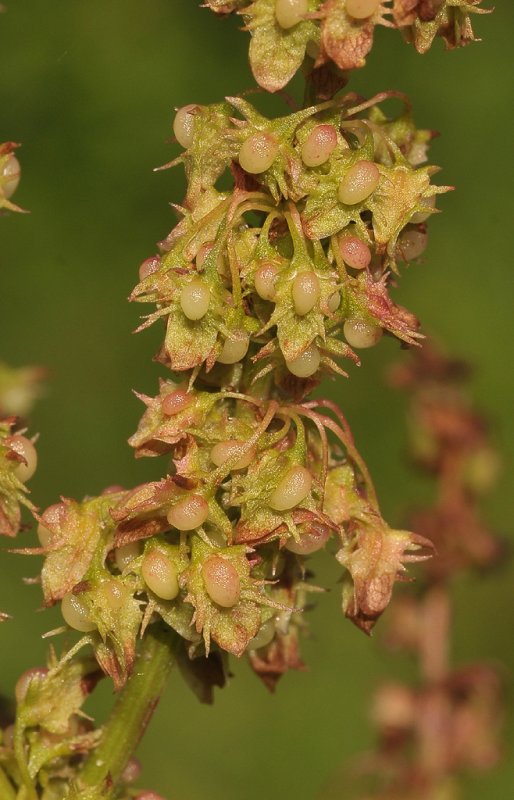 Rumex obtusifolius. Close-up fruits.
