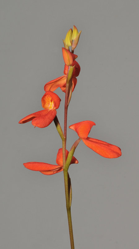 Disa cardinalis.