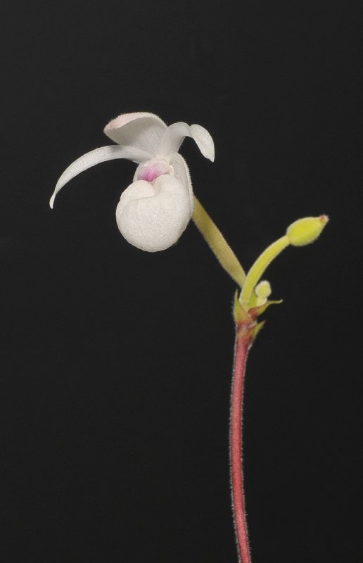 Mexipedium xerophyticum. Closer.