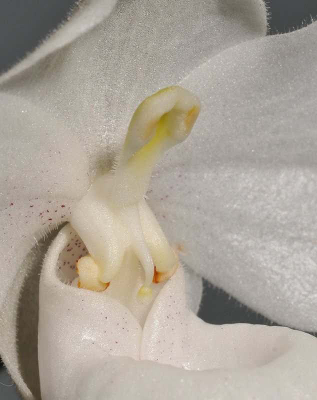 Paphiopedilum niveum. Mutant. Closer.