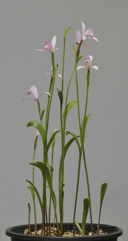 Pogonia japonica.