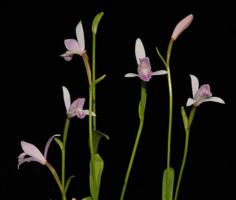 Pogonia japonica. Closer.