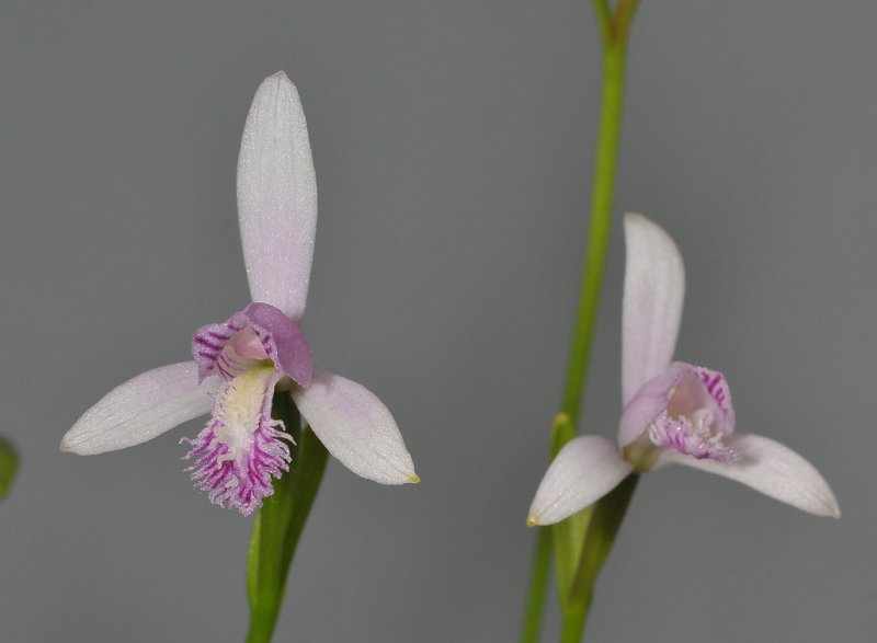 Pogonia japonica. Close-up.