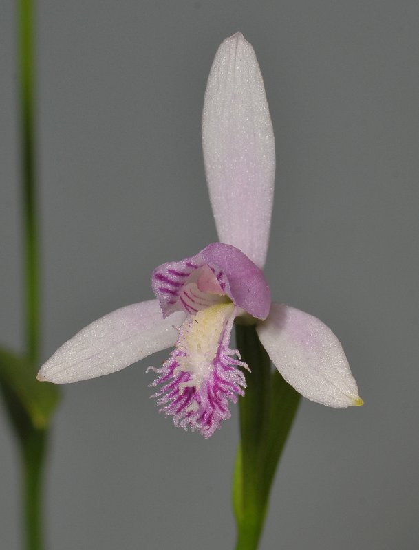 Pogonia japonica. Close-up.