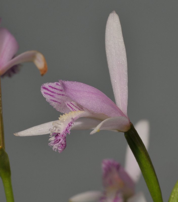Pogonia japonica. Close-up.side.