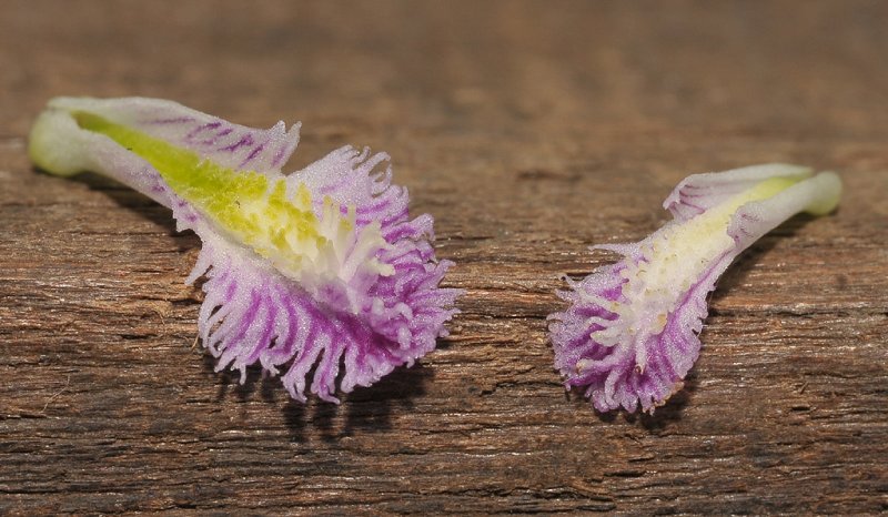 Pogonia ophioglossoides and P. japonica lip. close-up.