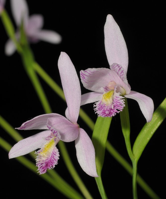 Pogonia ophioglossoides. Close-up.