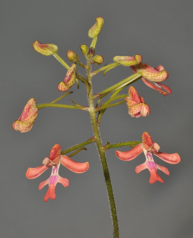 Cynorkis gibbosa. Closer.