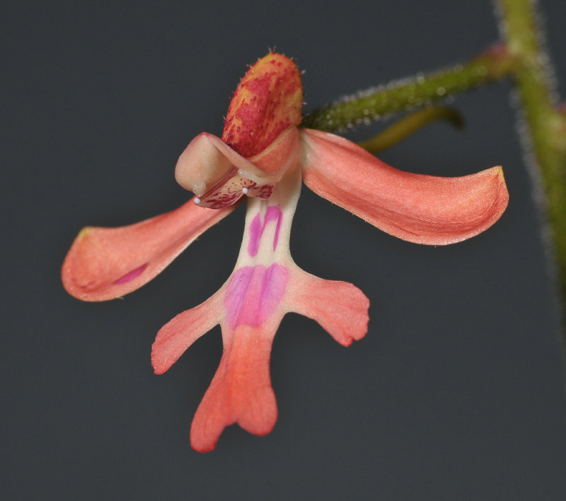 Cynorkis gibbosa. Close-up.