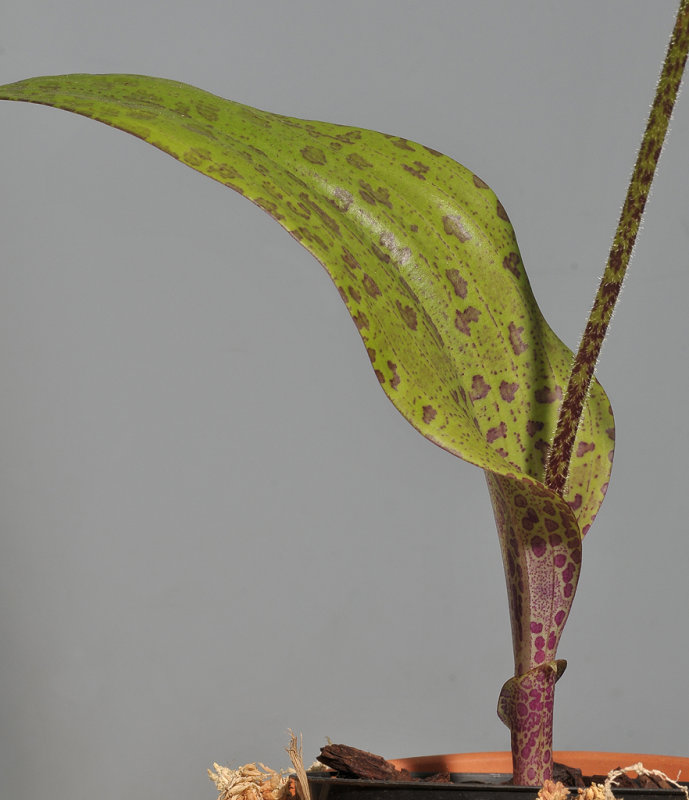 Cynorkis gibbosa. Leaf.