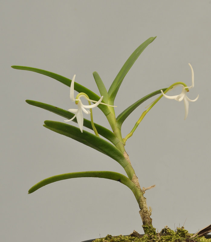 Jumellea wallerii.