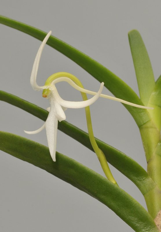 Jumellea wallerii. Closer.