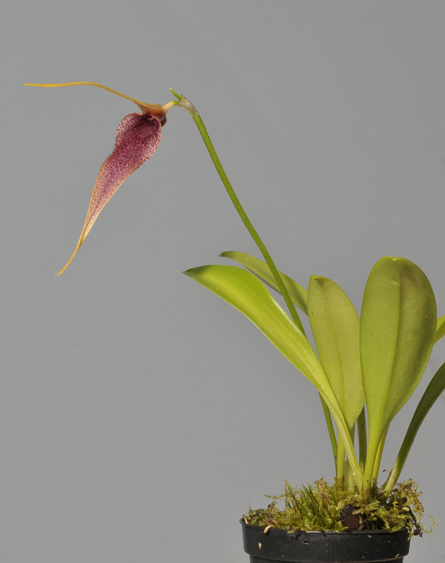 Masdevallia bennetii.