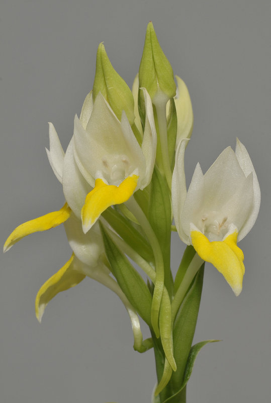 Pecteilis sagarikii. Closer.