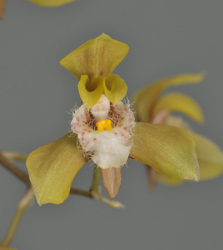 Bifrenaria villosula. Close-up.