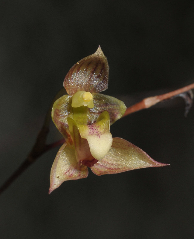 Bulbophyllum cymbidioides. Close-up.