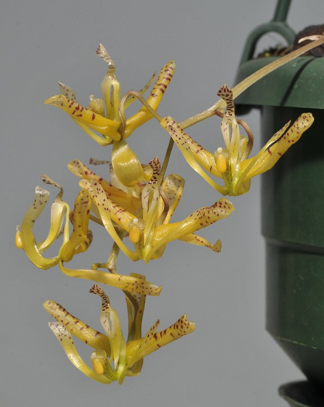 Cirrhaea loddigesii.