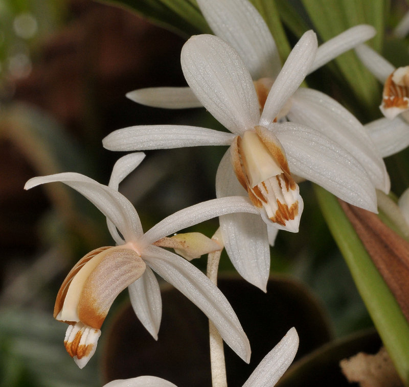 Coelogyne swaniana.