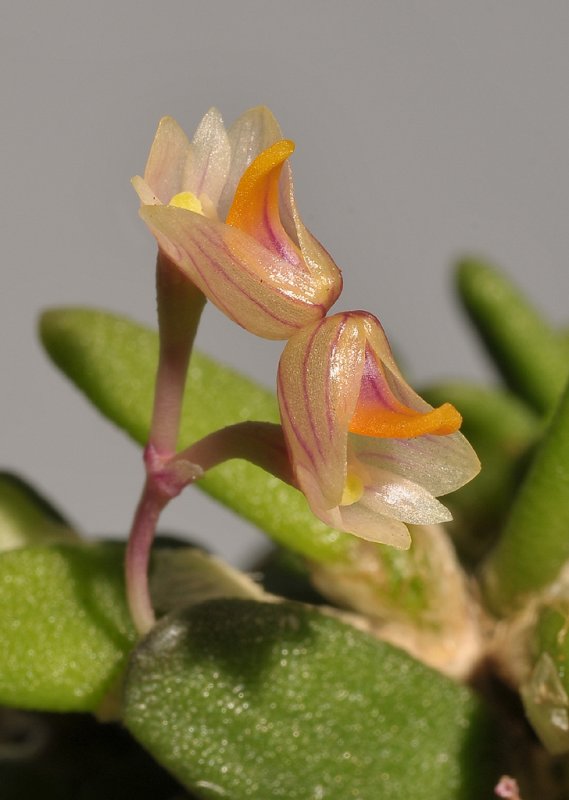 Dendrobium lichenastrum Close-up.