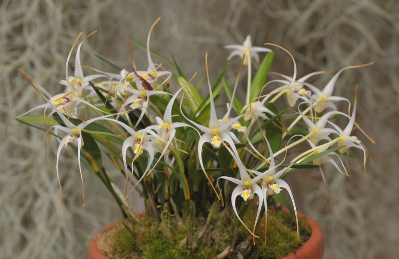 Dendrobium phalangium