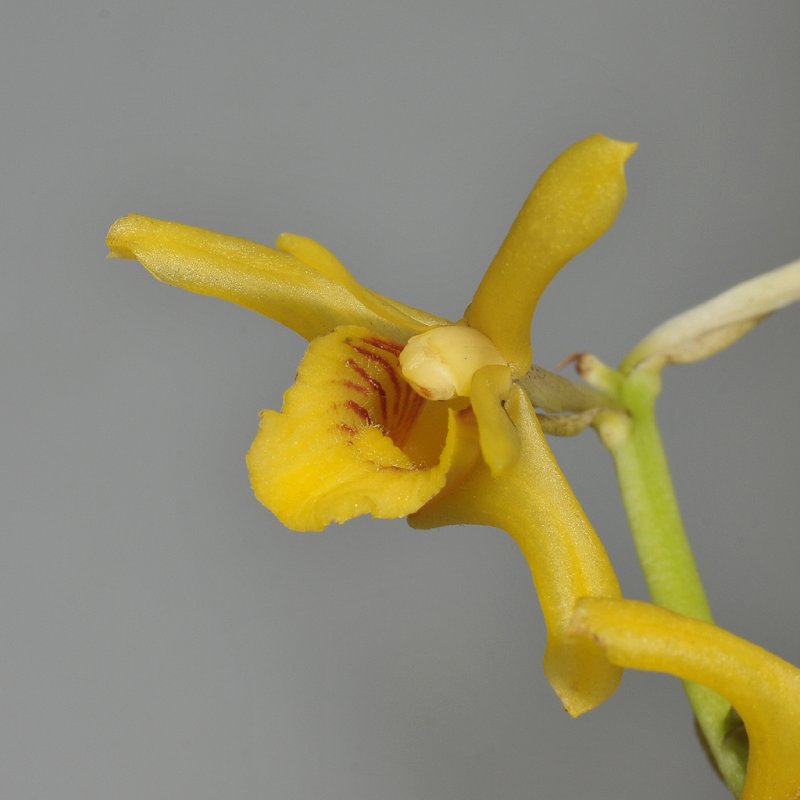 Xylobium foveatum. Close-up.
