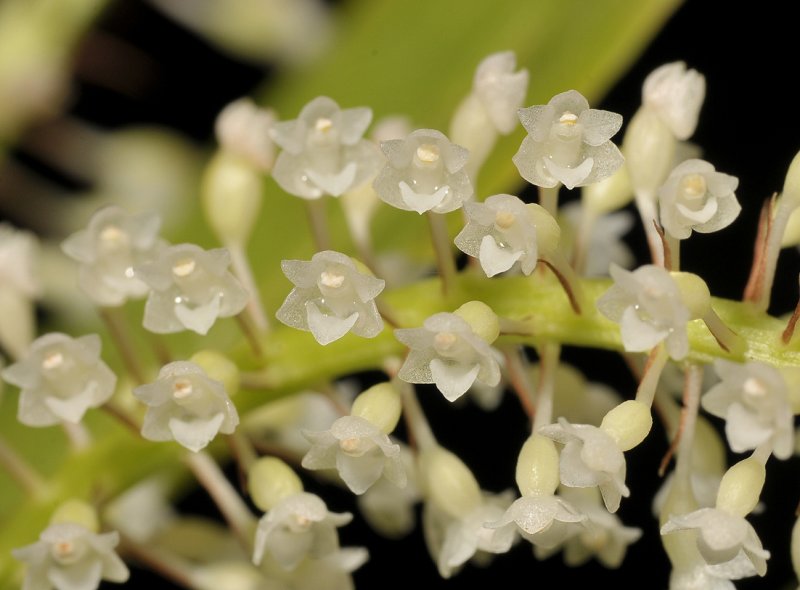 Phreatia spec. Close-up.