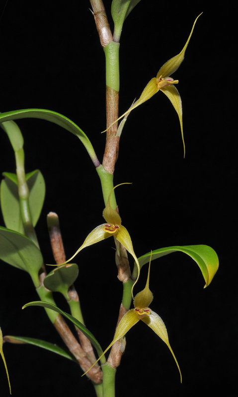 Bulbophyllum erythrosema. Closer.