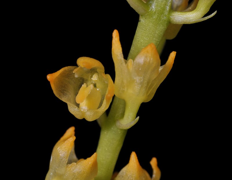 Bulbophyllum longimucronatum.