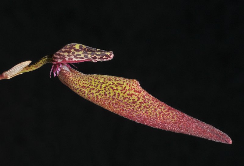 Bulbophyllum scotinochiton. Close-up