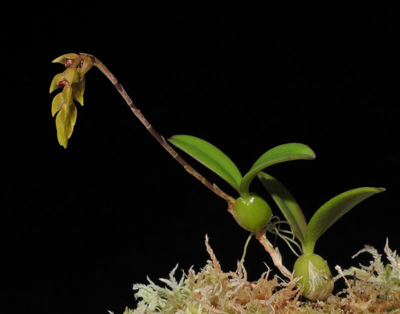 Bulbophyllum bicoloratum.