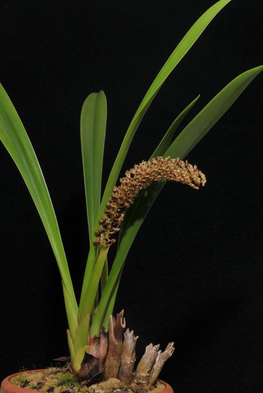 Eria spec.