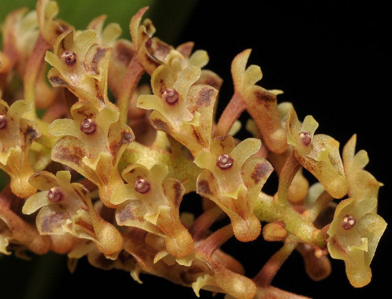Eria spec. Close-up.