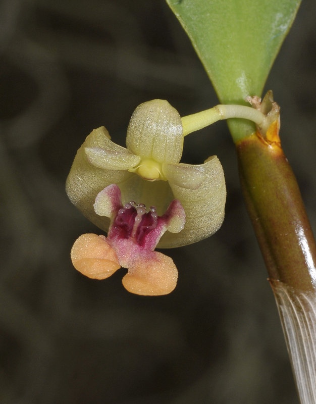 Flickingeria convexa. Close-up.