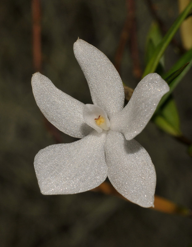 Glomera compressa. Close-up.